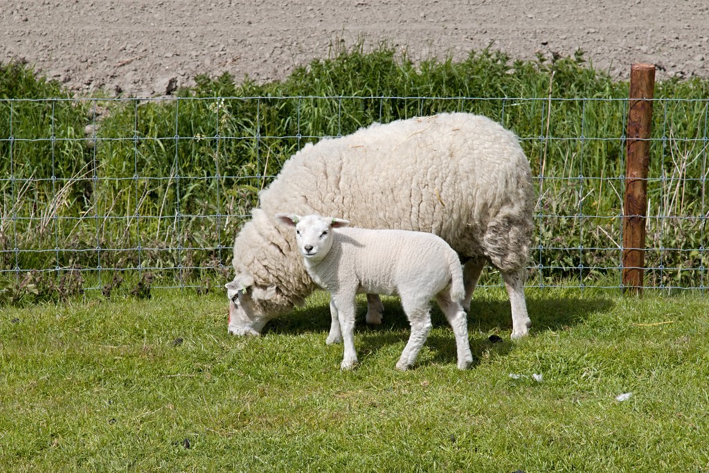 lente zomer herfst winter seizoen seizoenen voorjaar najaar hdr paddenstoelen bladeren mist regen sneeuw tulp tulpen bloesem